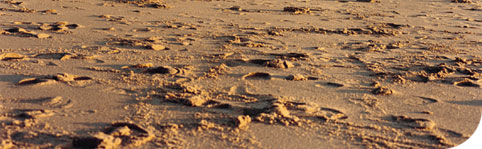 Picture of person using gold detector on beach